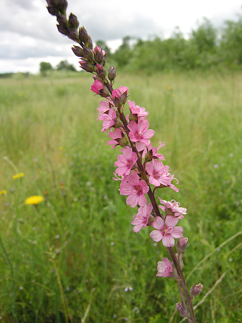 a raceme of magenta flowers that are closely clasping the stem and rising above the other vegetation in the field