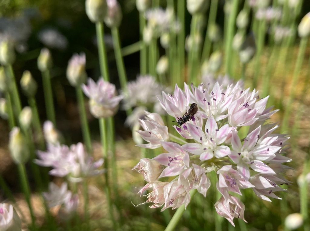 a close up of a narrowleaf allium inflorescence. Each flower has 6 white pointy-tipped petals with pinkish mid-veins and anthers are purple.