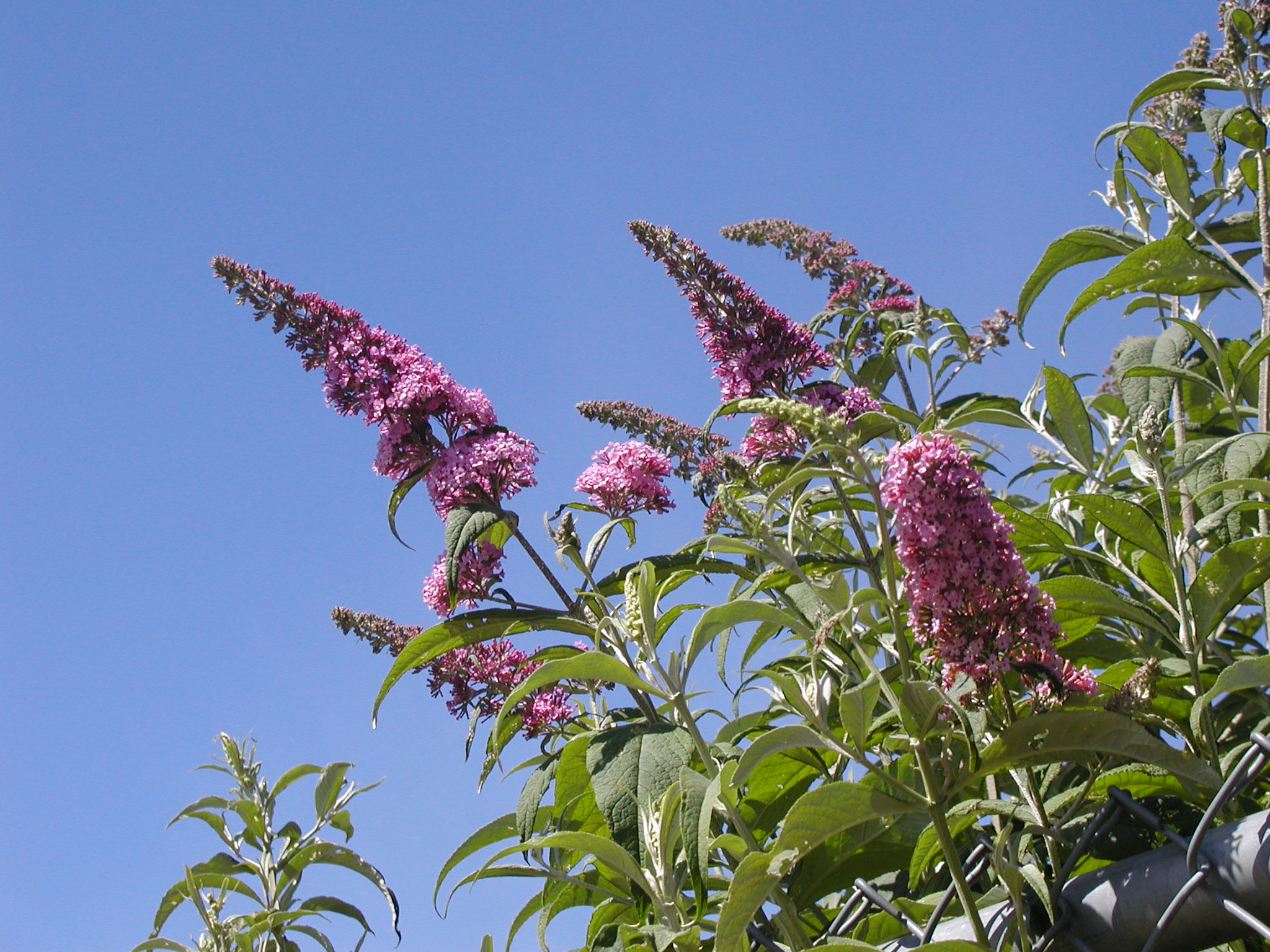 Butterfly Bush Marion SWCD