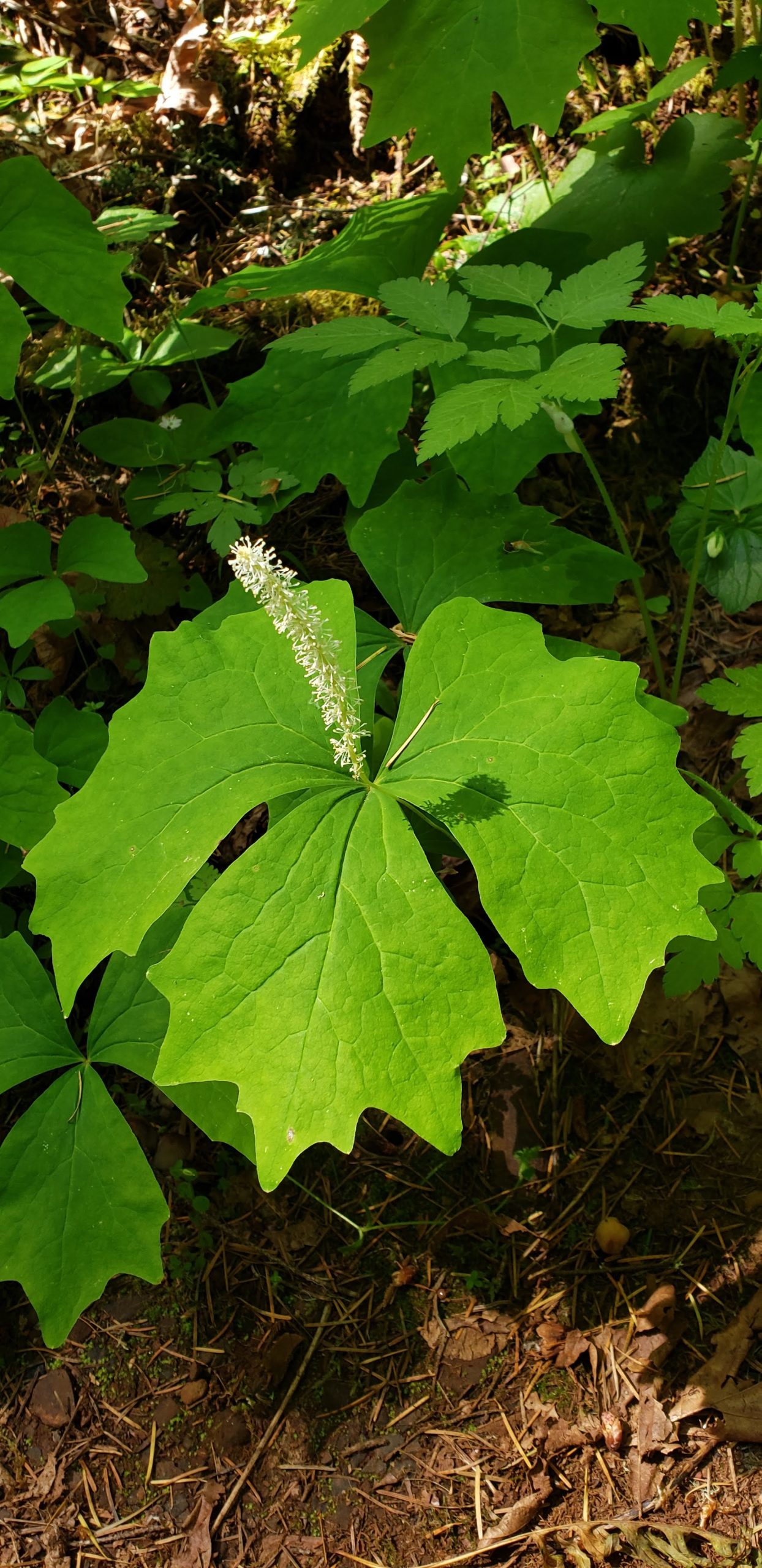 Vanilla Leaf - Marion Swcd