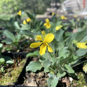 a small yellow flowered violet