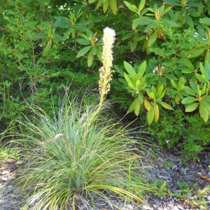 a single bear-grass plant that looks like a bunch grass with a tile flower spike rising up from the center with small white flowers covering the raceme.