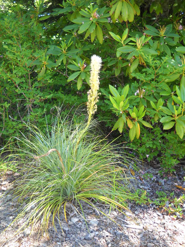 a single bear-grass plant that looks like a bunch grass with a tile flower spike rising up from the center with small white flowers covering the raceme.