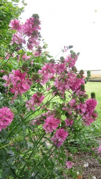 Flowering racemes of checkermallow with dark pink flowers