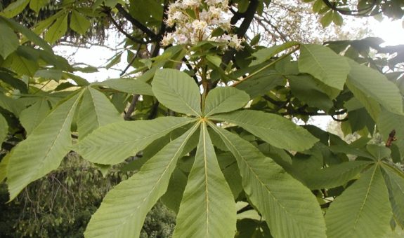 Palmate, bilaterally symmetrical leaves of horse chestnut. Three leaflets are long, two are medium and two are relatively short.