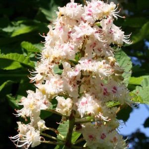 White flowers with pinkish spots growing in a terminal cluster.
