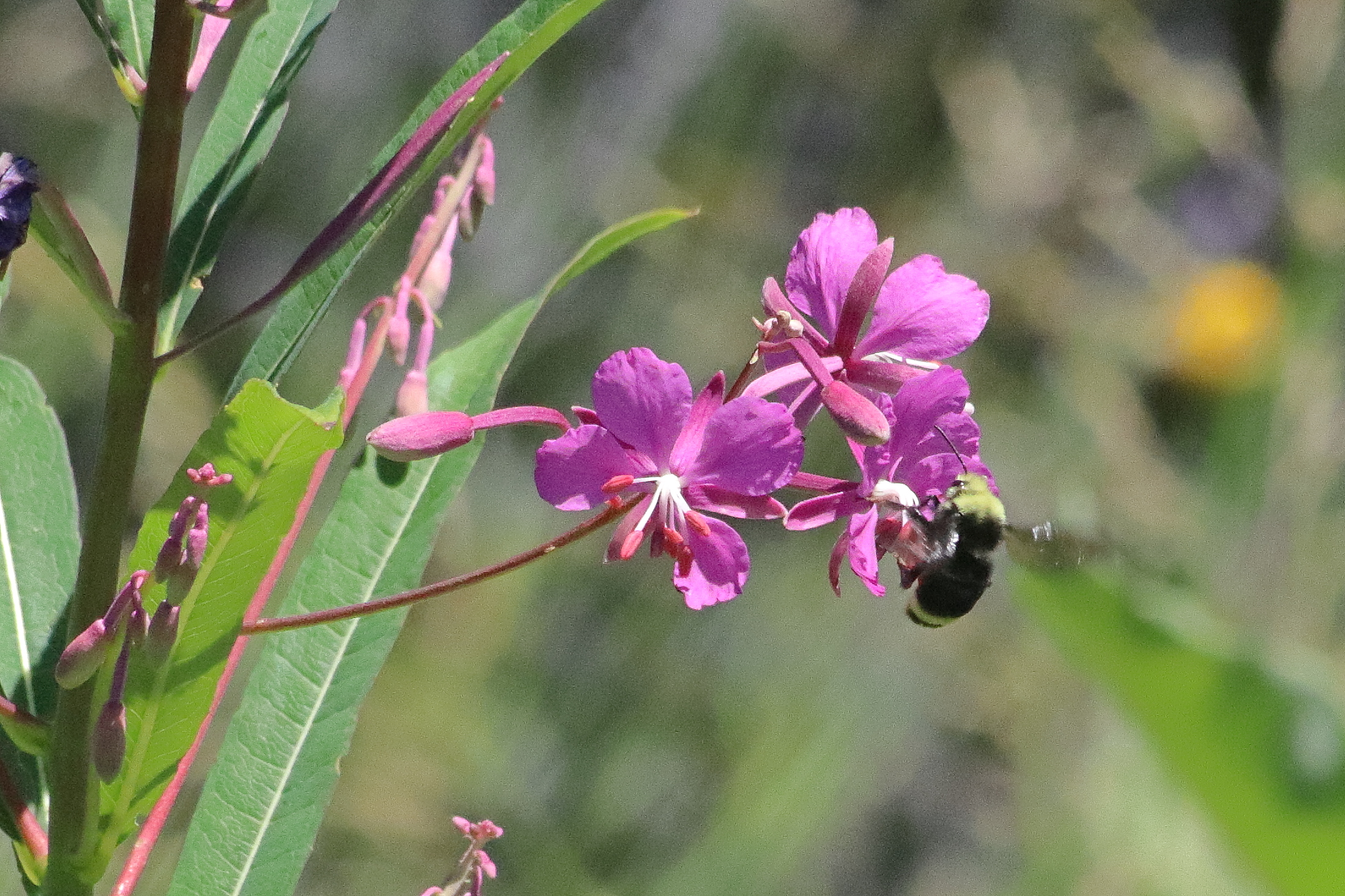 bumblebee pollinating fireweed flowers