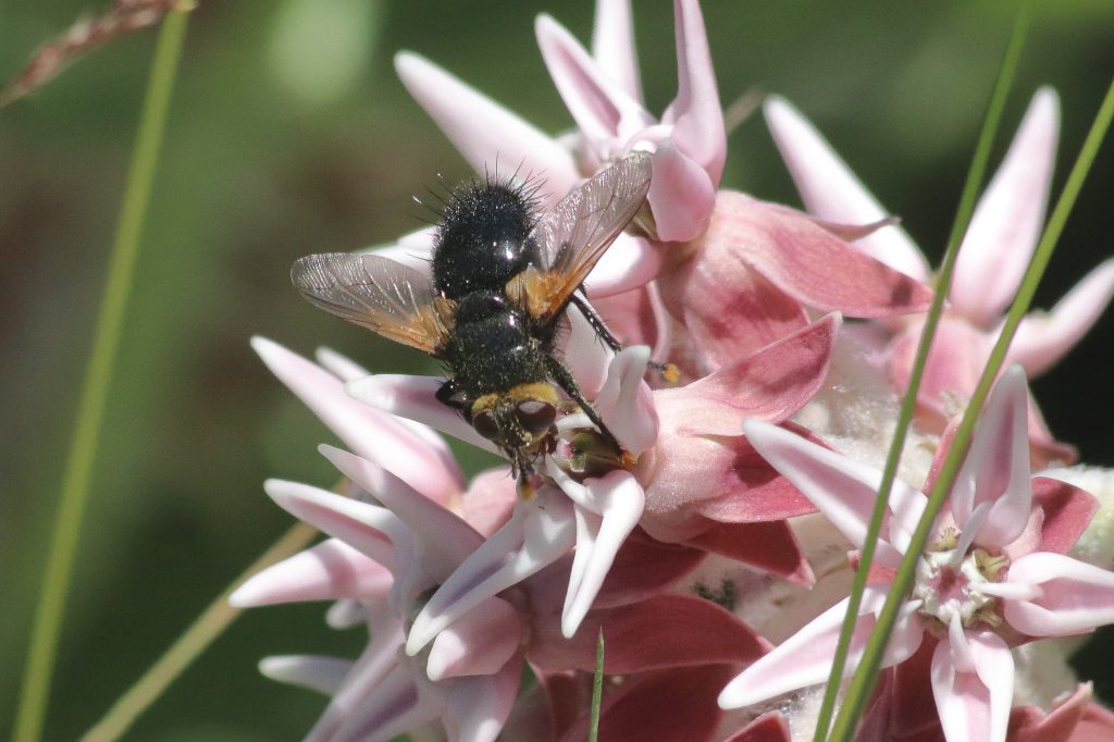 fly pollinating milkweed flowers
