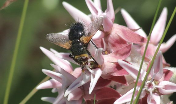 fly pollinating milkweed flowers