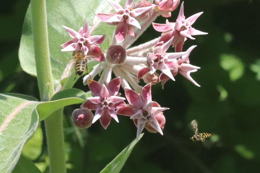 insects pollinating milkweed