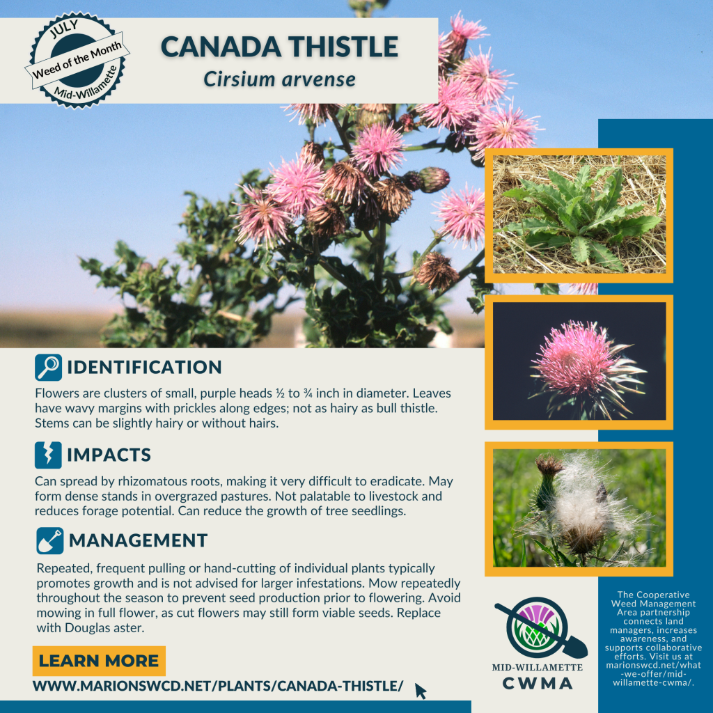 A square graphic for Canada thistle with four images and this information: Flowers are clusters of small, purple heads ½ to ¾ inch in diameter. Leaves have wavy margins with prickles along edges; not as hairy as bull thistle. Stems can be slightly hairy or without hairs. Can spread by rhizomatous roots, making it very difficult to eradicate. May form dense stands in overgrazed pastures. Not palatable to livestock and reduces forage potential. Can reduce the growth of tree seedlings. Repeated, frequent pulling or hand-cutting of individual plants typically promotes growth and is not advised for larger infestations. Mow repeatedly throughout the season to prevent seed production prior to flowering. Avoid mowing in full flower, as cut flowers may still form viable seeds. Replace with Douglas aster. For more info visit www.marionswcd.net/plants/canada-thistle/ brought to you by Mid Willamette CWMA