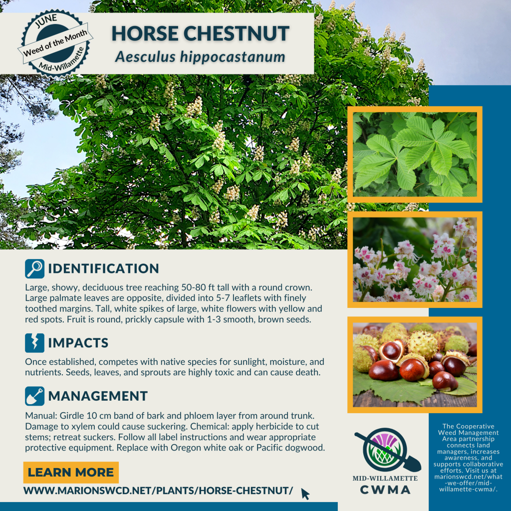 Square graphic for Horse Chestnut with images and this info: Large, showy, deciduous tree reaching 50-80 ft tall with a round crown. Large palmate leaves are opposite, divided into 5-7 leaflets with finely toothed margins. Tall, white spikes of large, white flowers with yellow and red spots. Fruit is round, prickly capsule with 1-3 smooth, brown seeds. Once established, competes with native species for sunlight, moisture, and nutrients. Seeds, leaves, and sprouts are highly toxic and can cause death. Manual: Girdle 10 cm band of bark and phloem layer from around trunk. Damage to xylem could cause suckering. Chemical: apply herbicide to cut stems; retreat suckers. Follow all label instructions and wear appropriate protective equipment. Replace with Oregon white oak or Pacific dogwood. Learn more at www.marionswcd.net/plants/horse-chestnut/ Marion County Cooperative Weed Management Area.