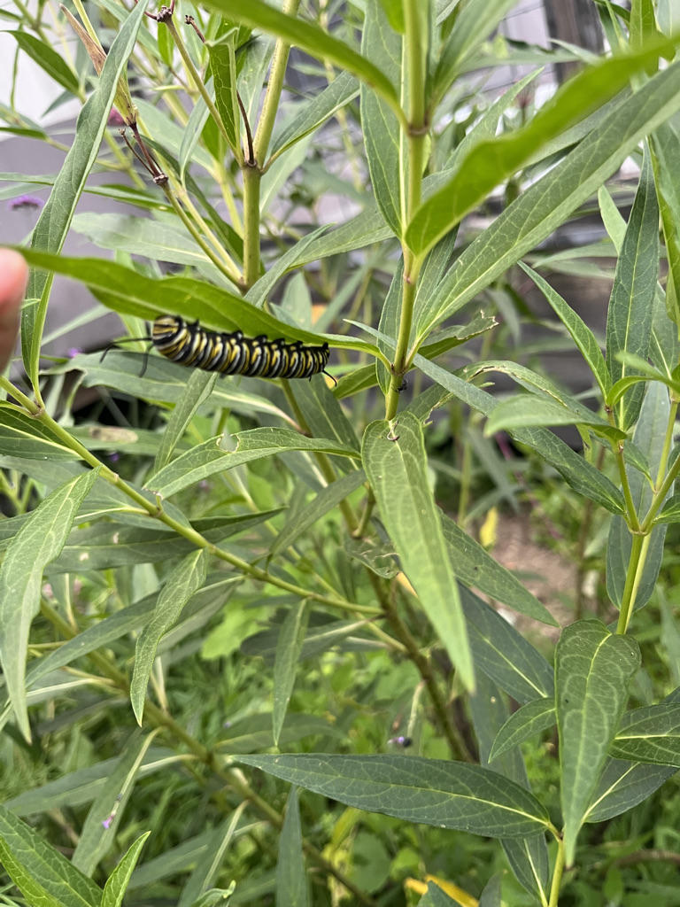 a monarch caterpillar on a a swamp milkweed leaf.