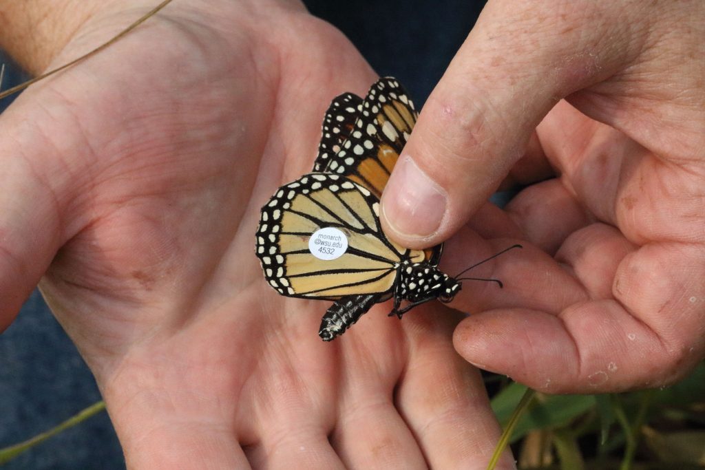 A monarch butterfly tagged with a tracking chip to monitor migration route
