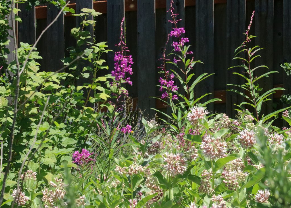 pink fireweed and showy milkweed flowers in a garden