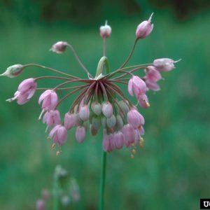 a cluster of pink flowers that droop