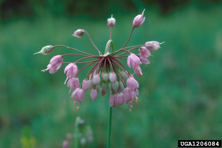 a cluster of pink flowers that droop