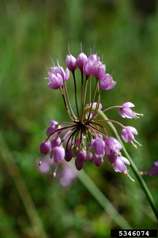 Nodding Allium inflorescence with some pink flower pointing up and others drooping