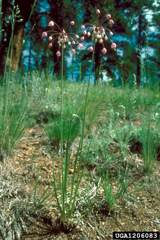 small herbaceous plant with thin grass-like basal leaves and cluster of pink flowers that droop rising above