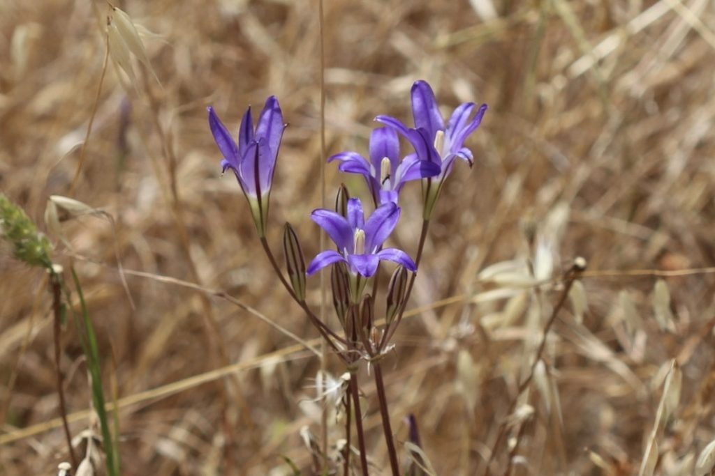 Small purple funnel shaped upright flowers