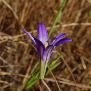 purple upright funnel shaped flower