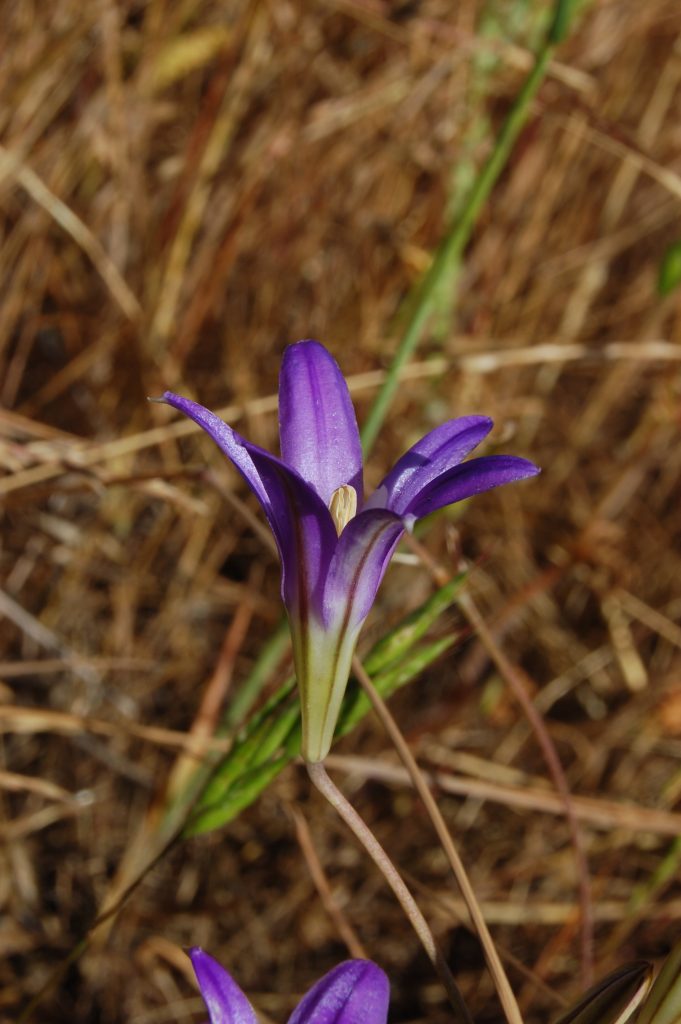 purple upright funnel shaped flower