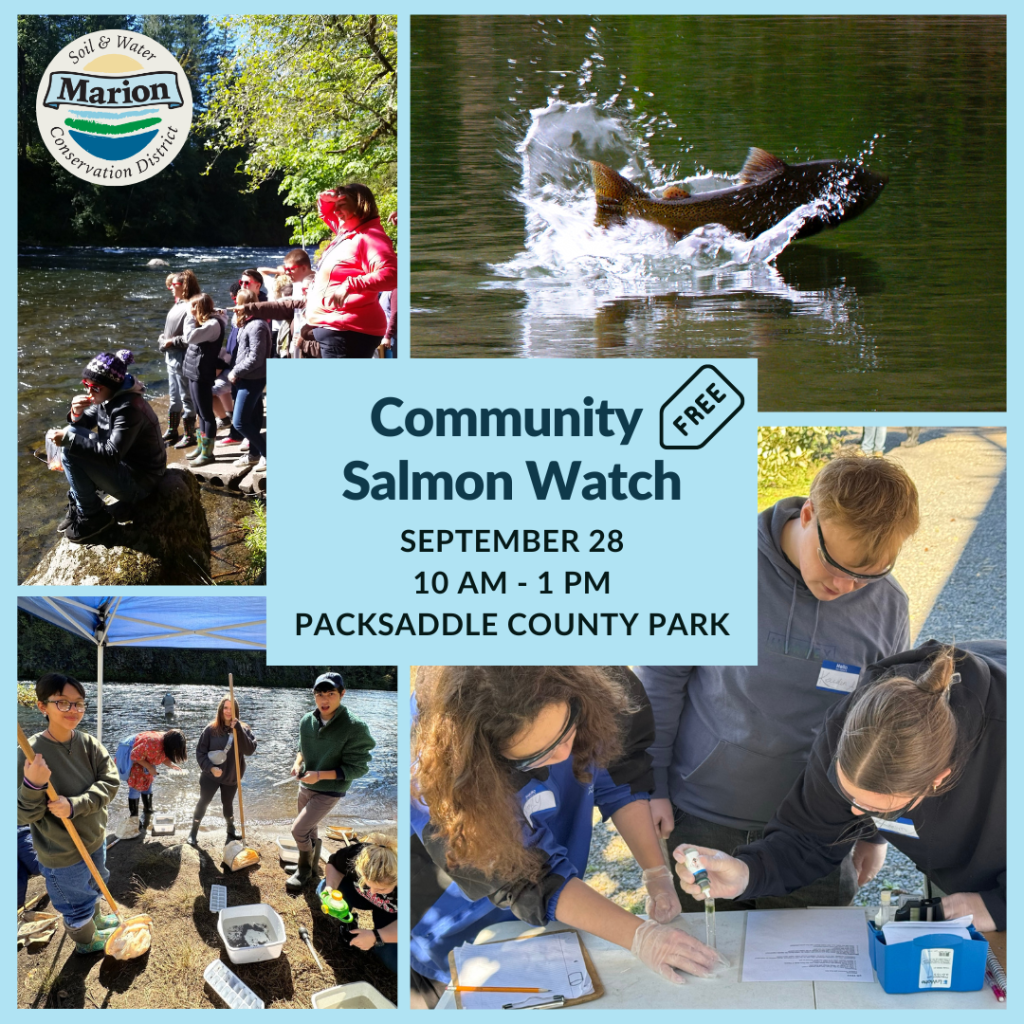 4 photos to illustrate the Community Salmon Watch event. Images: a salmon splashing up out of the river, three people testing water quality, four people collecting stream invertebrates, a group gazing into the river at salmon spawning.