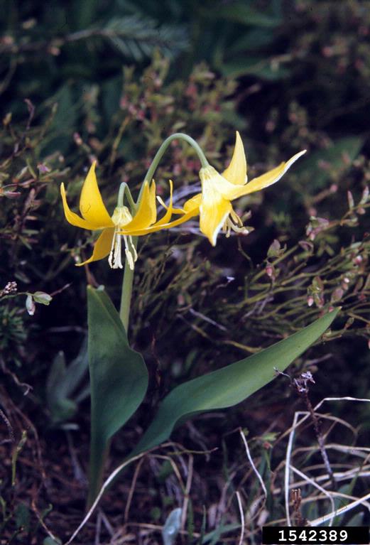 Two nodding yellow lilies with pointy-tipped petals