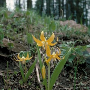 Nodding yellow lilies with broad grass-like basal foliage, similar to fawn lily.