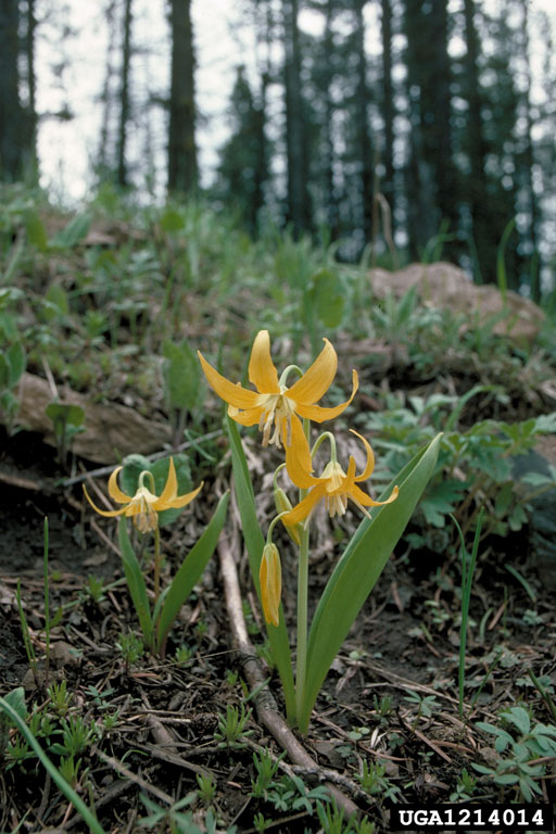 Nodding yellow lilies with broad grass-like basal foliage, similar to fawn lily.