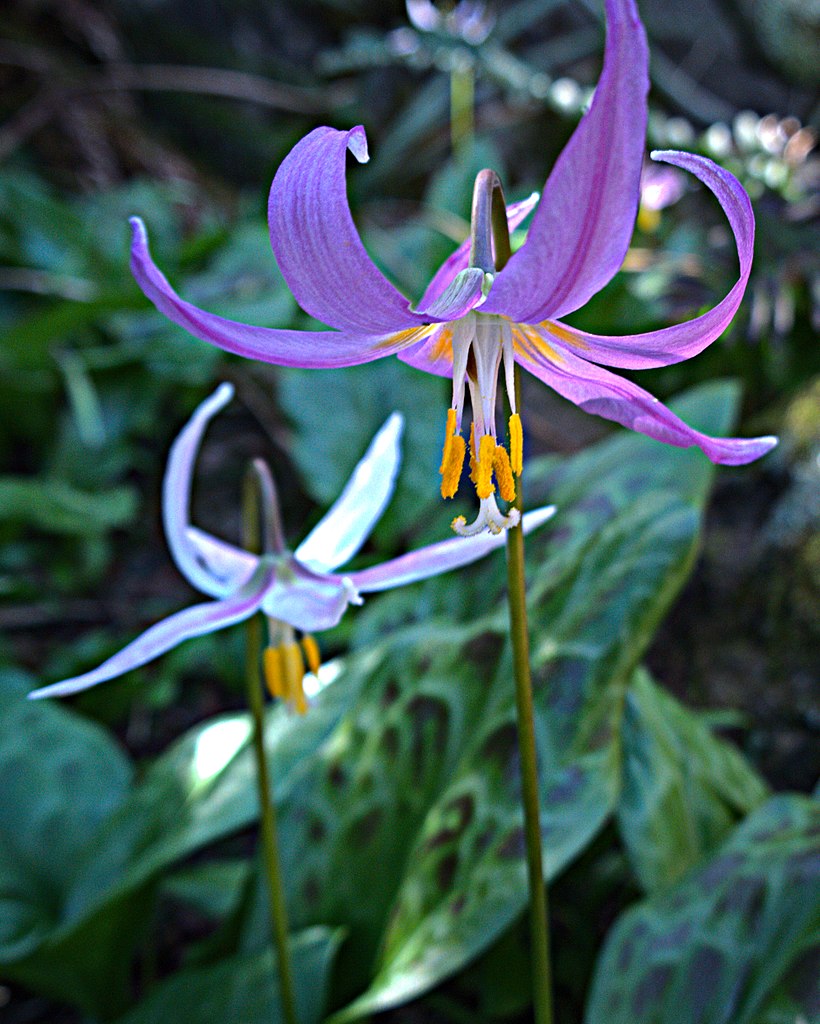 pinkish petals o nodding flowers