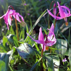 Three pink nodding flowers with mottled lance shaped basal leaves