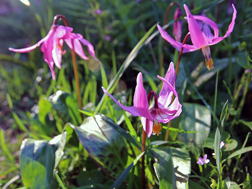 Three pink nodding flowers with mottled lance shaped basal leaves