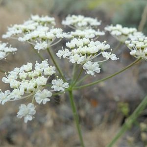 umbel of small white carrot family flowers