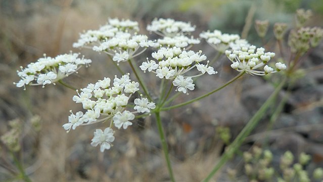 umbel of small white carrot family flowers