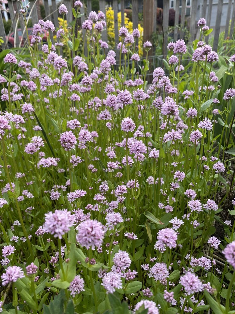 small pink flowers in garden