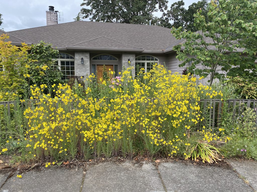 yellow tarweed flowers in front of a house