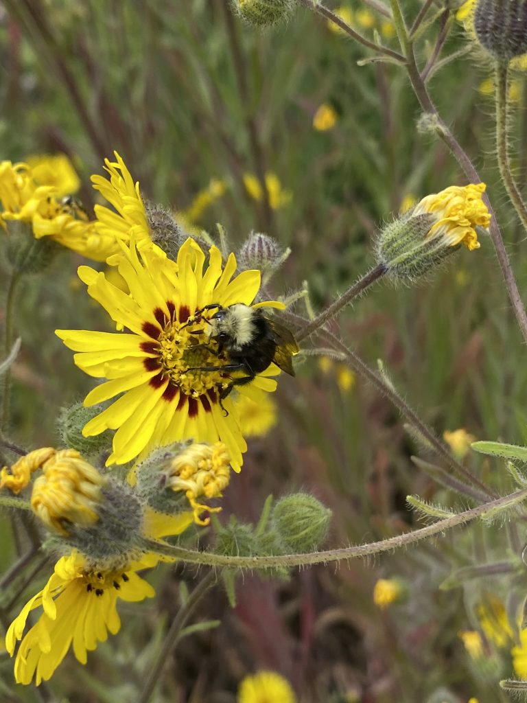 yellow tarweed flower getting pollinated by a bumblebee