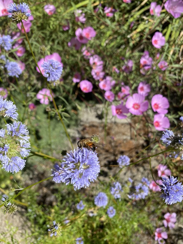 pink and blue flowers with a honey bee