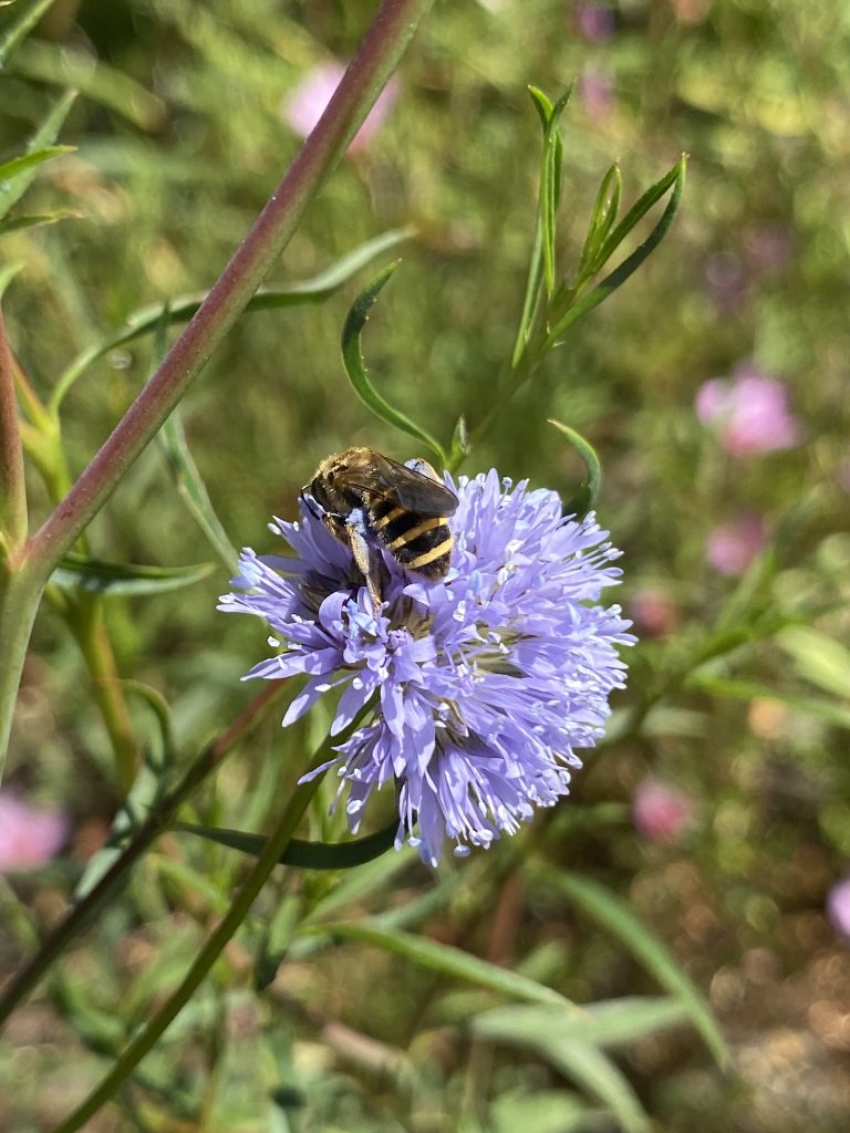 blue gilia flower getting pollinated