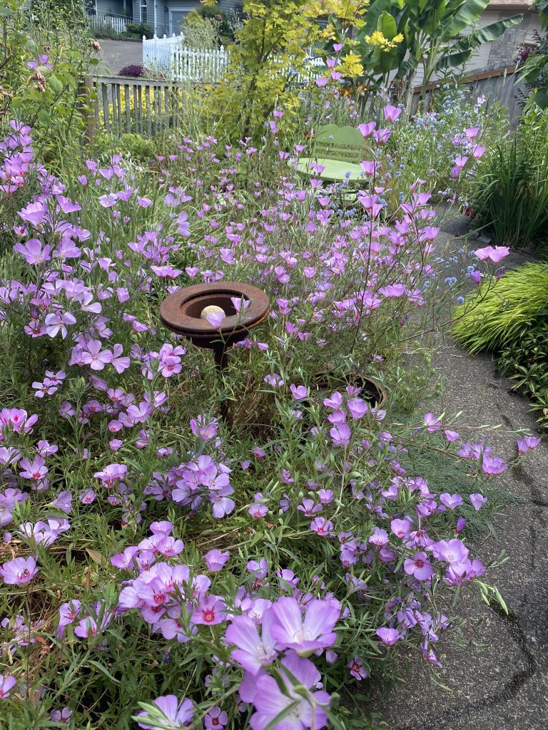 pink clarkia flowers in a garden