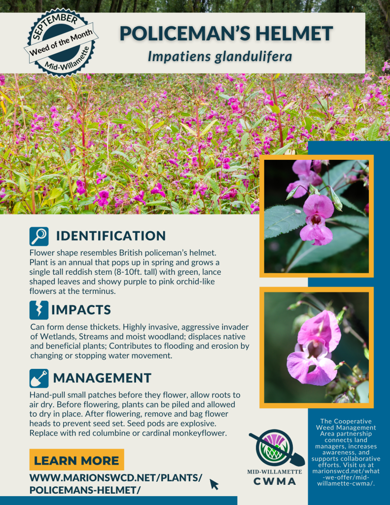 a square graphic with photos of a field of policeman's helmet and two up close shots of the pink impatiens flowers. Describes the impacts, ID and management of Policeman's Helmet