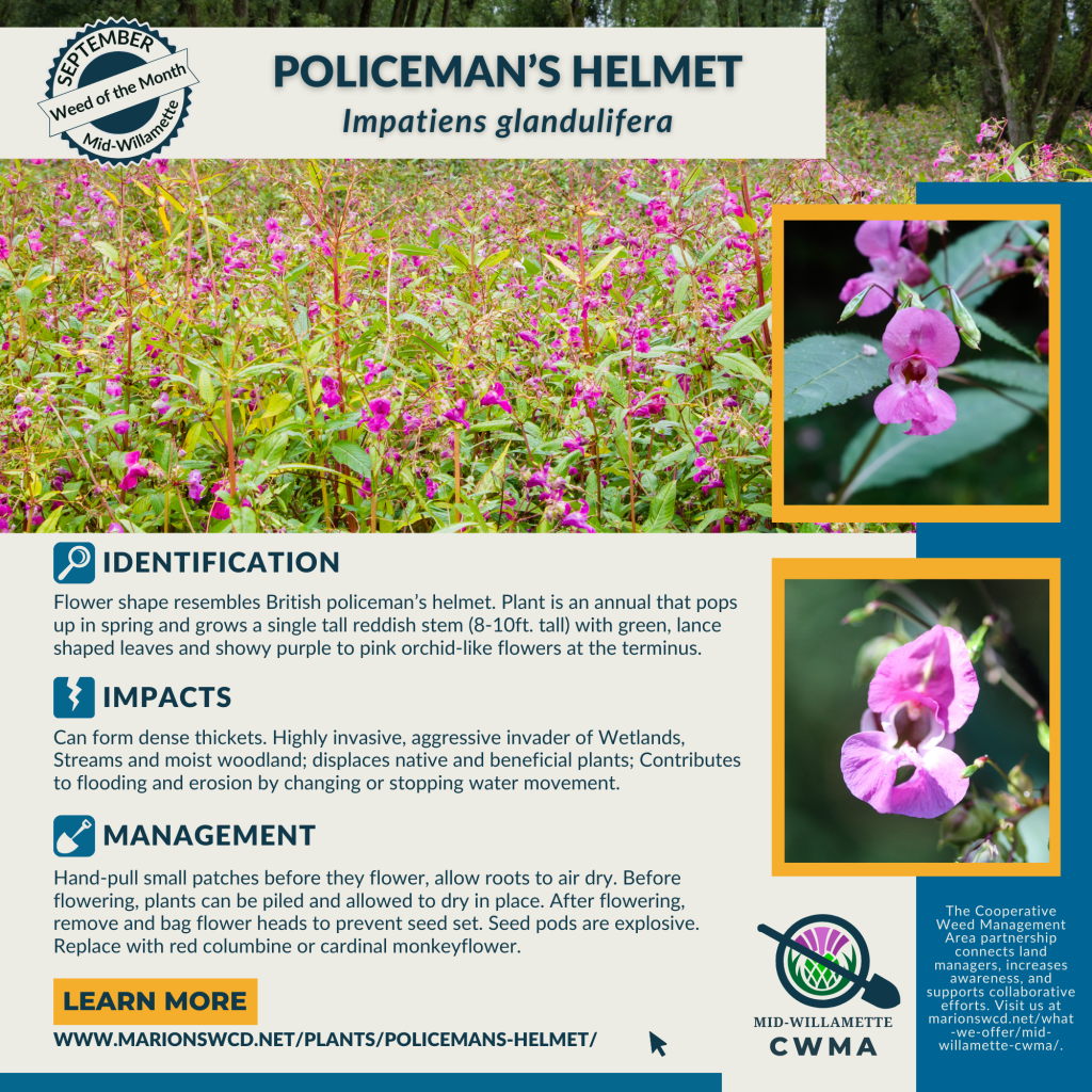 a square graphic with photos of a field of policeman's helmet and two up close shots of the pink impatiens flowers. Describes the impacts, ID and management of Policeman's Helmet