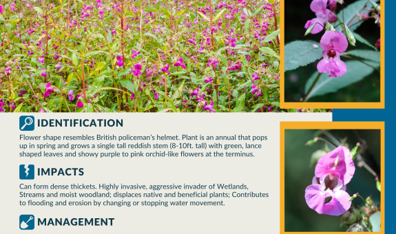 a square graphic with photos of a field of policeman's helmet and two up close shots of the pink impatiens flowers. Describes the impacts, ID and management of Policeman's Helmet