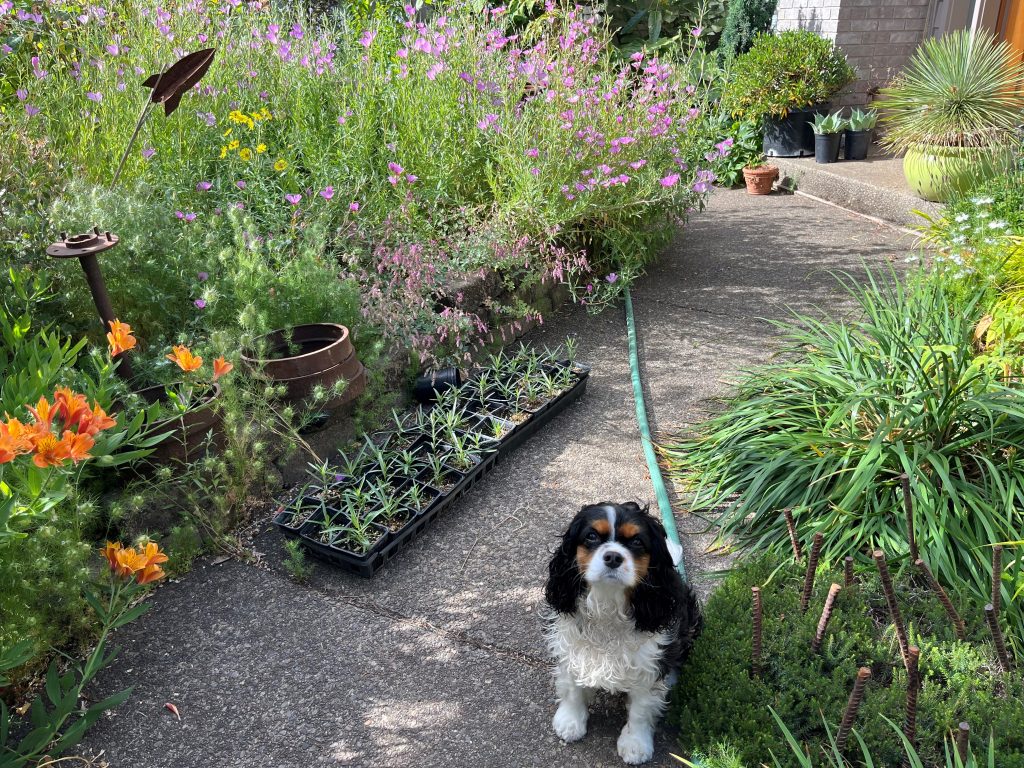 small dog in flower garden