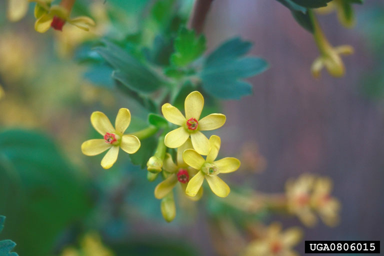 yellow 5-petalled flowers of golden currant