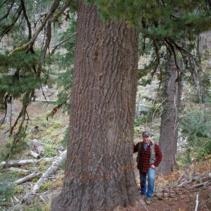 person standing next to the trunk of white pine