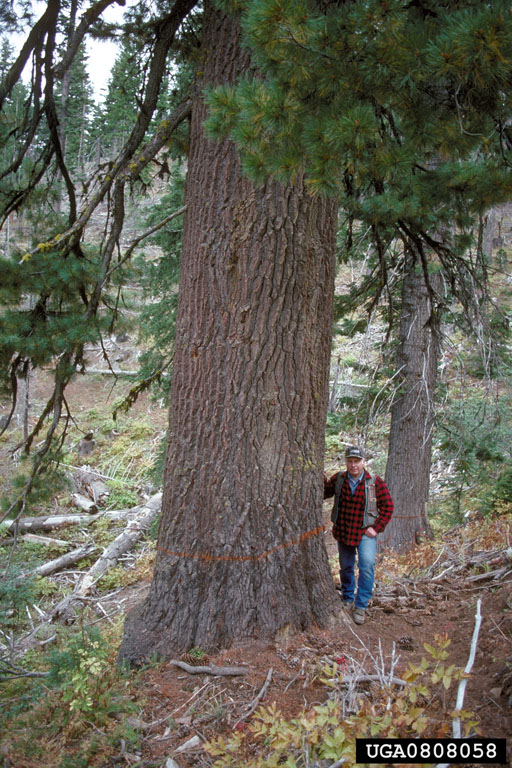 person standing next to the trunk of white pine