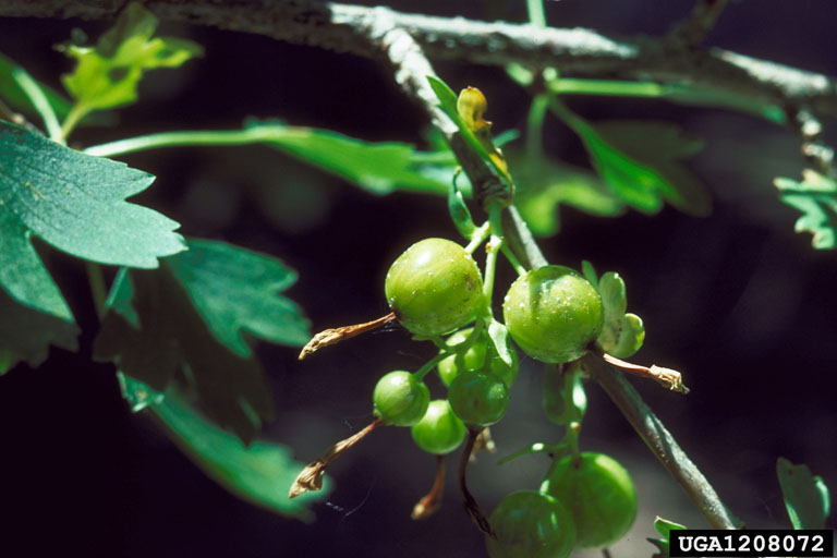 small round fruits of golden currant