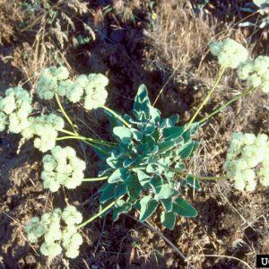 whole plant with flowers